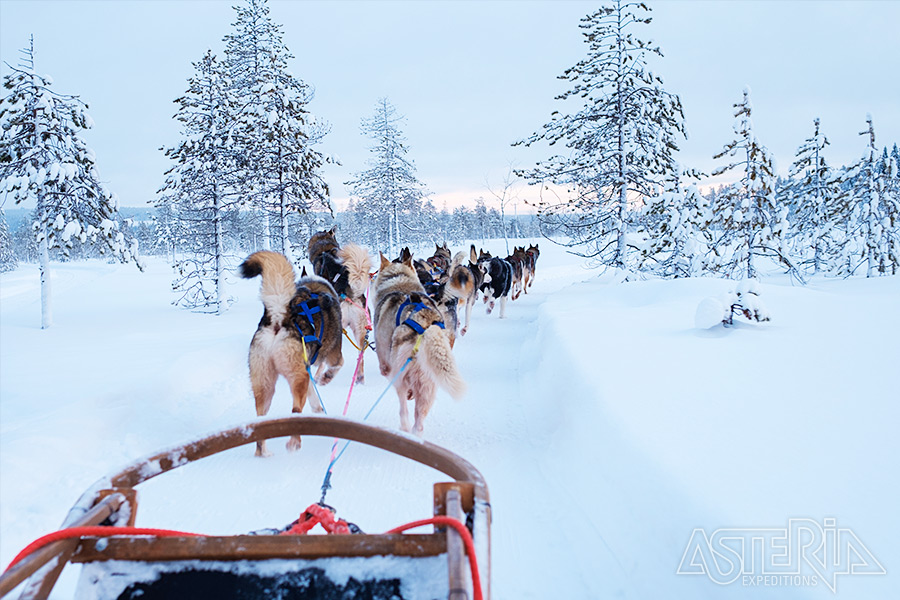 Lapland huskytocht landschap Reizen Staelens - Reizen Staelens - Reisbureau Wetteren - Reiskantoor