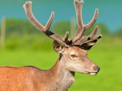 Hert Noorwegen reizen Staelens