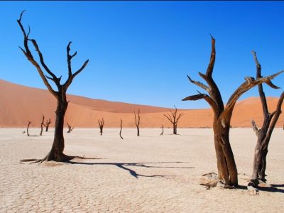Boom groepsreis ZA & Namibië Live to Travel 2025