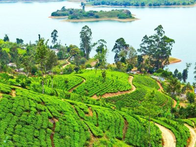 Travelworld Reizen Staelens Sri Lanka Romantische rondreis koppel theeplantages
