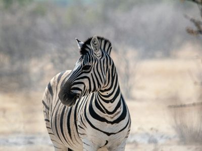 Zebra's