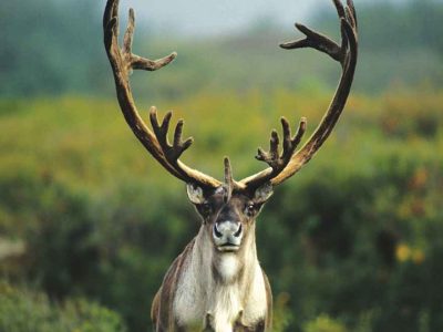 c011-alaska-up-close2