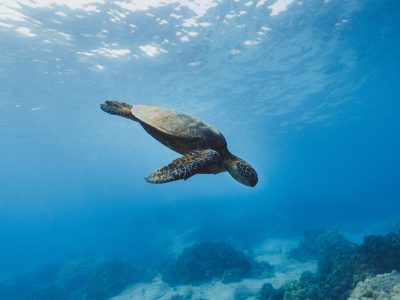 Snorkelen