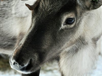 Rendierboerderij