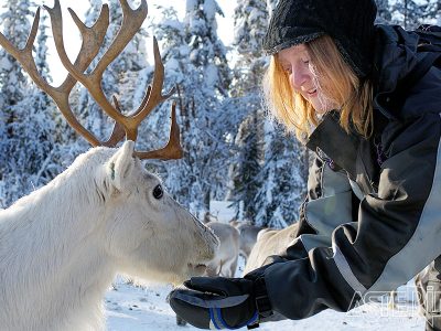 lapland rust natuur eland