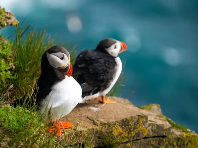 norway-iceland-puffins-c031