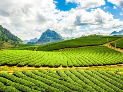 Tea Fields In Moc Chau