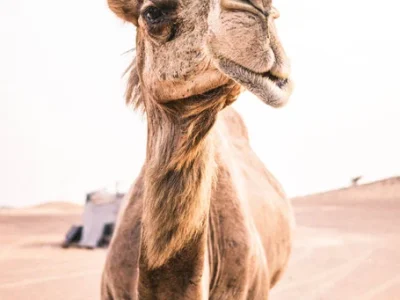 kameel dubai