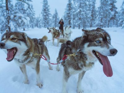 Huskysafari