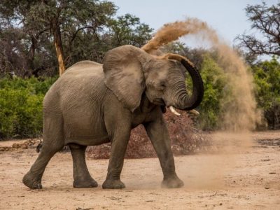 Olifant groepsreis ZA & Namibië Live to Travel 2025