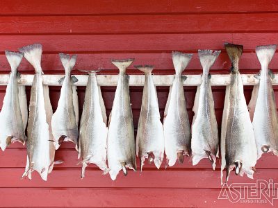 Tromso haring Asteria Expeditions Reizen Staelens