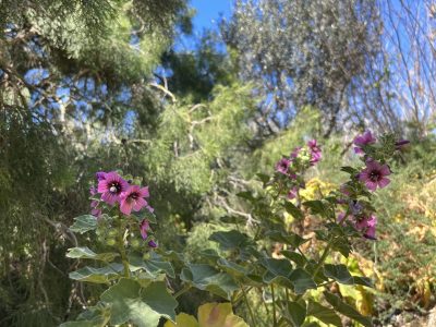 Flora