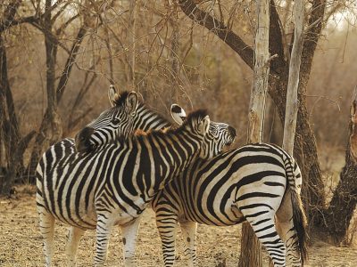 zebra hug groot